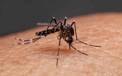 Reducción de los casos de dengue en Venezuela no responde a un plan gubernamental ￼