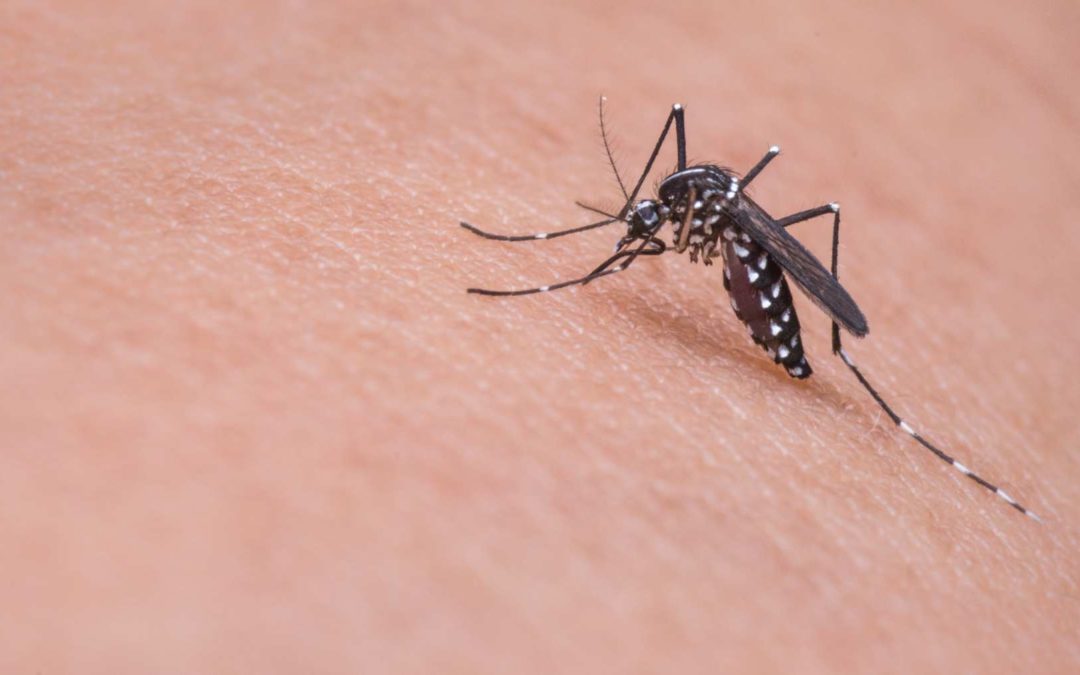 Las enfermedades transmitidas por el mosquito avanzan en Venezuela entre la falta de controles y la crisis